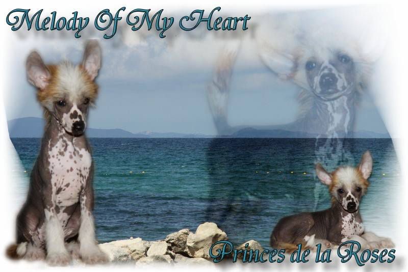 Melody Of My Heart Princes de la Roses