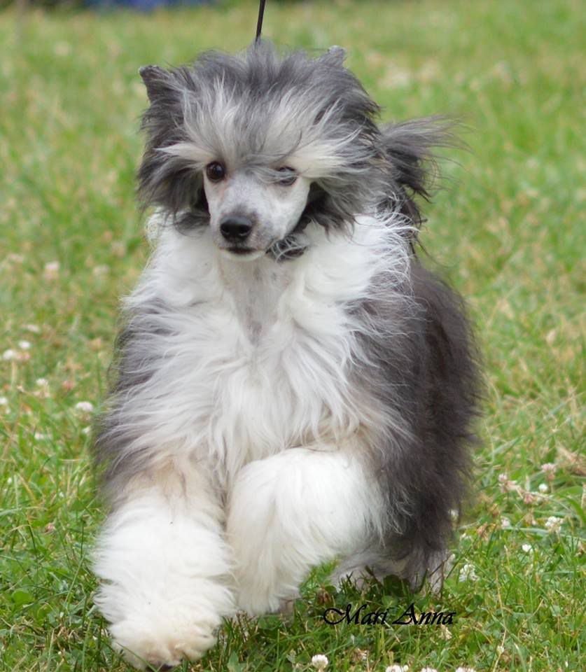 Birchvolgyi - D' Fantomas contre Juve