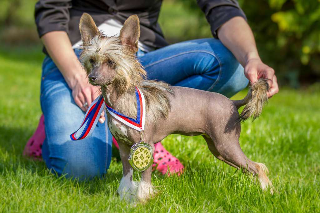 Give Me Joy Santa la Vida