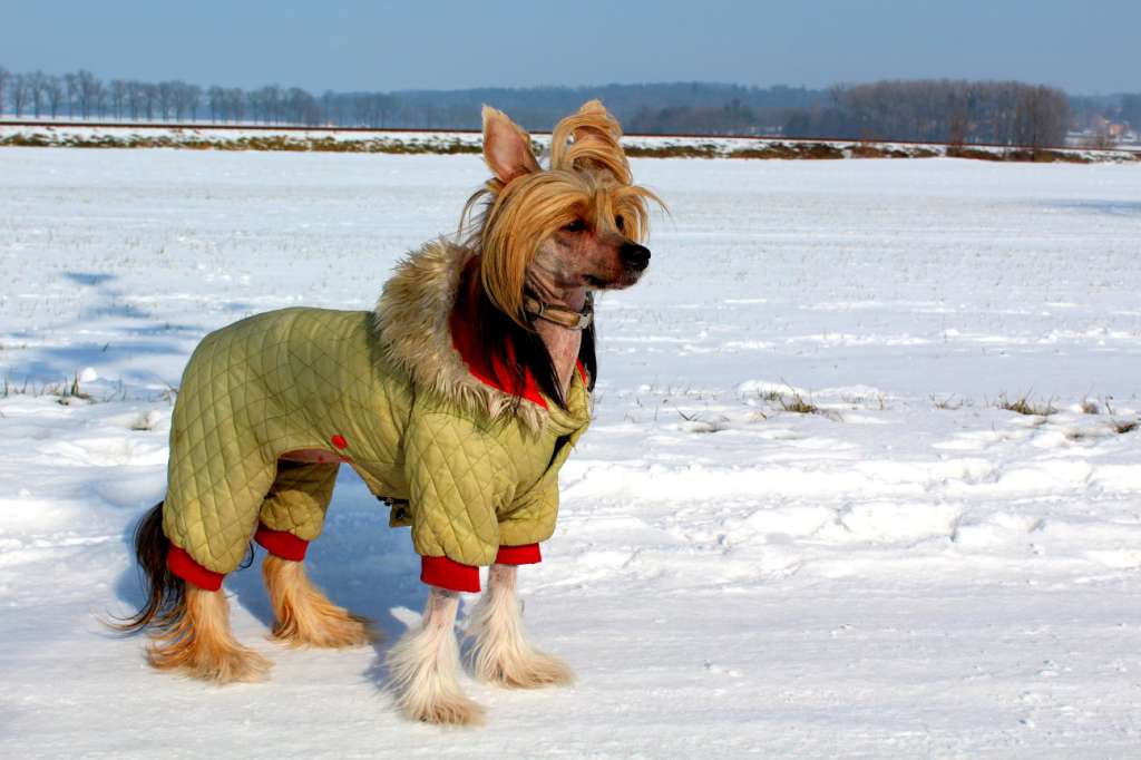 Give Me Love Santa la Vida