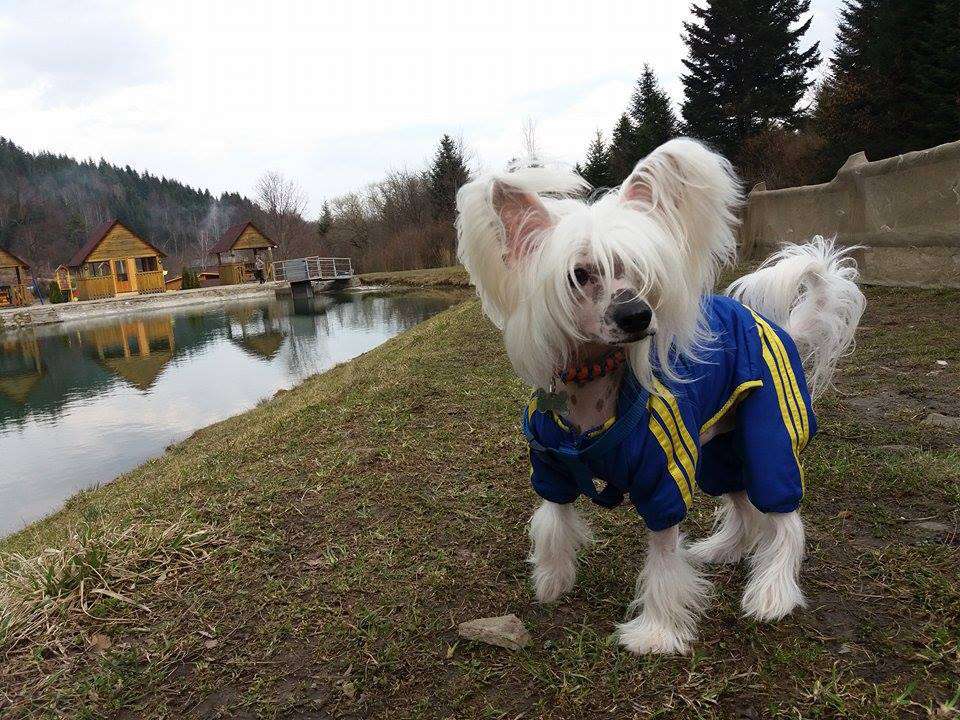 Never Give Up Dom Risorto