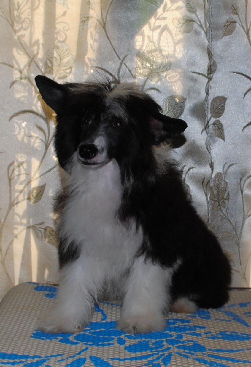 One Man Show Dom Risorto