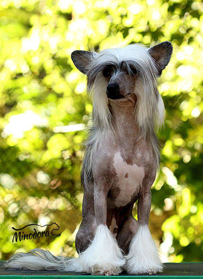 Niena Fast Stream Dom Risorto