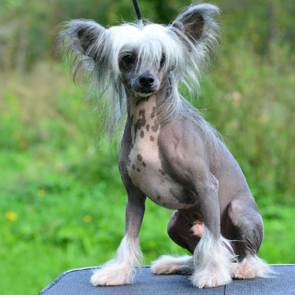 Nikita my joy Dom Risorto