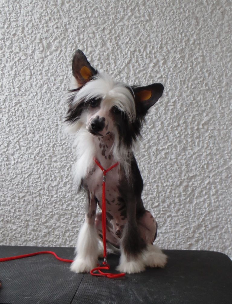 Karnelius Will Be First