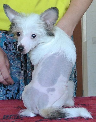 Apriori Vip No-Nonsense