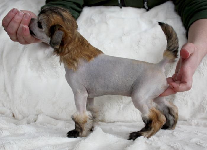 Amelion's Strong Gold