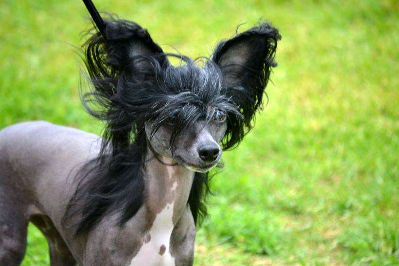 Amelion's Sweet Rosy