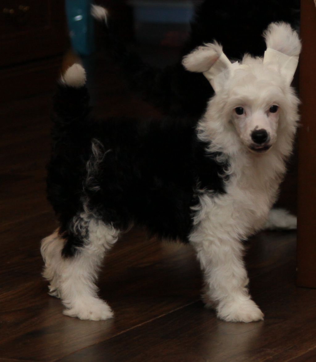 Premier Mari Edinson