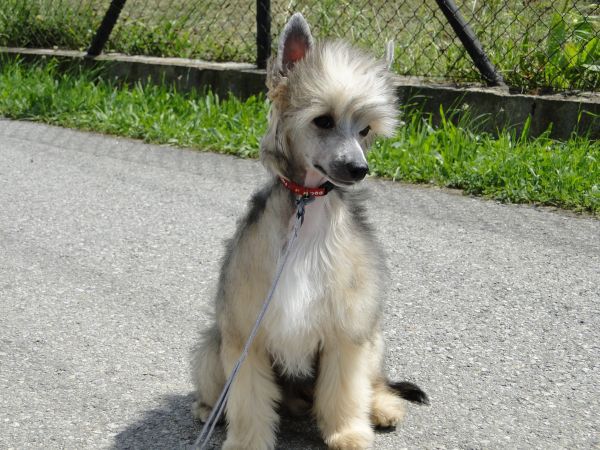 Brilliant Light Top Orient