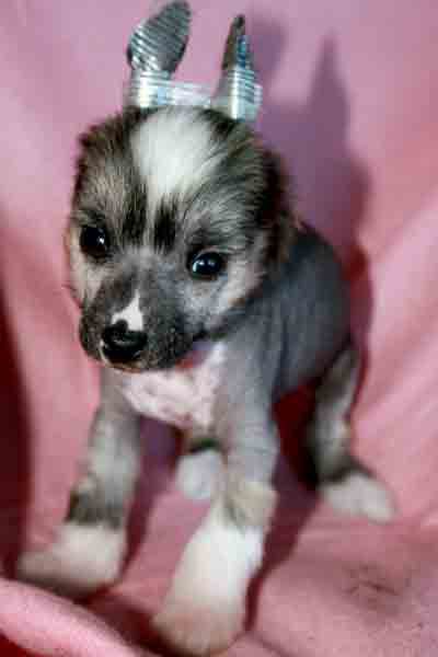 Romantic Fairy Tale JUSTY