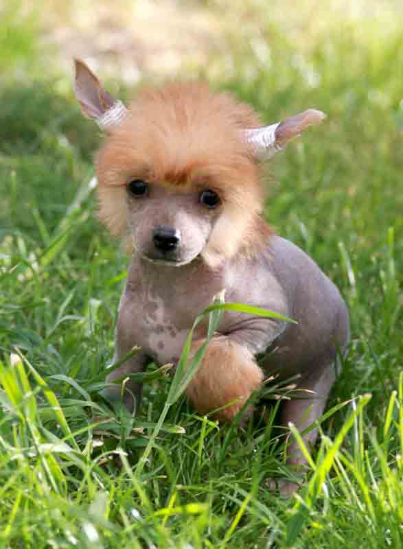 Romantic Fairy Tale J