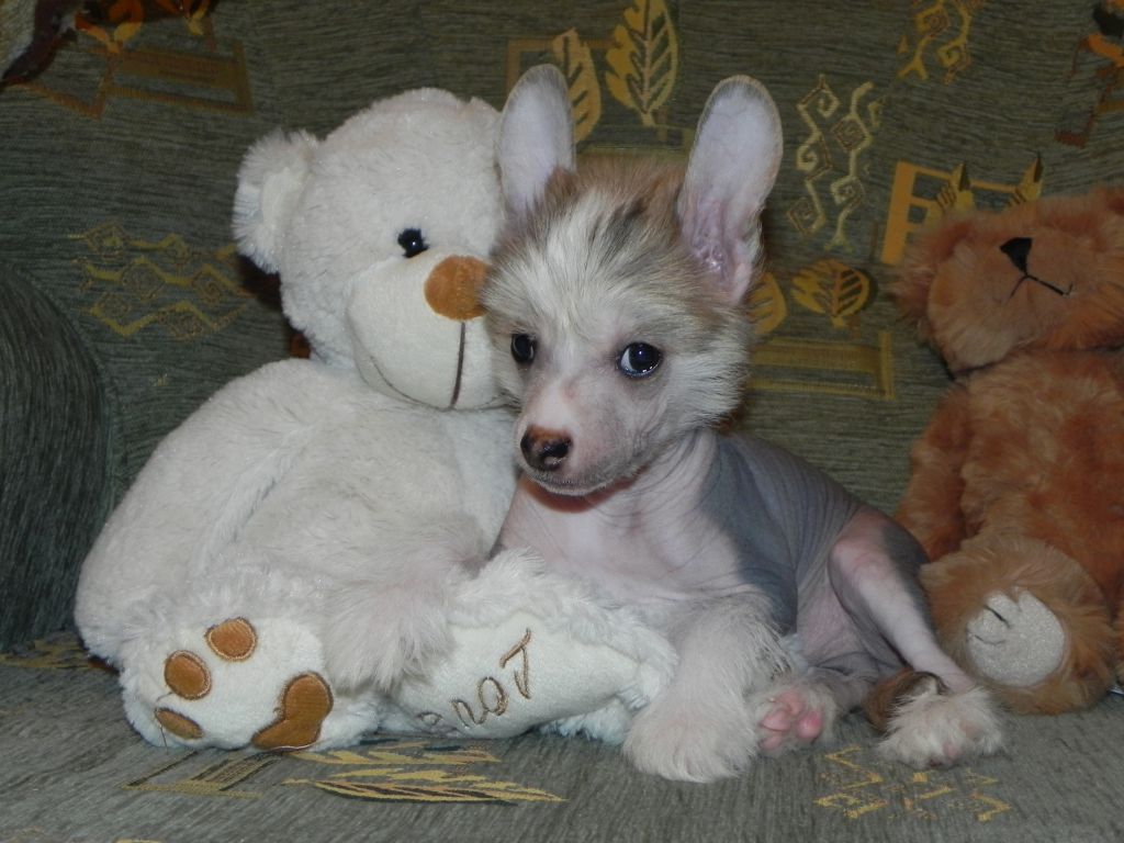 Sariolo Revda Kilowatt Bonne Chance