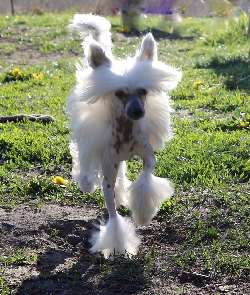 Vellar Pljus Marcelien