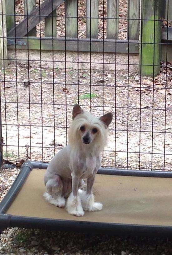 Taracrest-Zhen's Perfect Princess