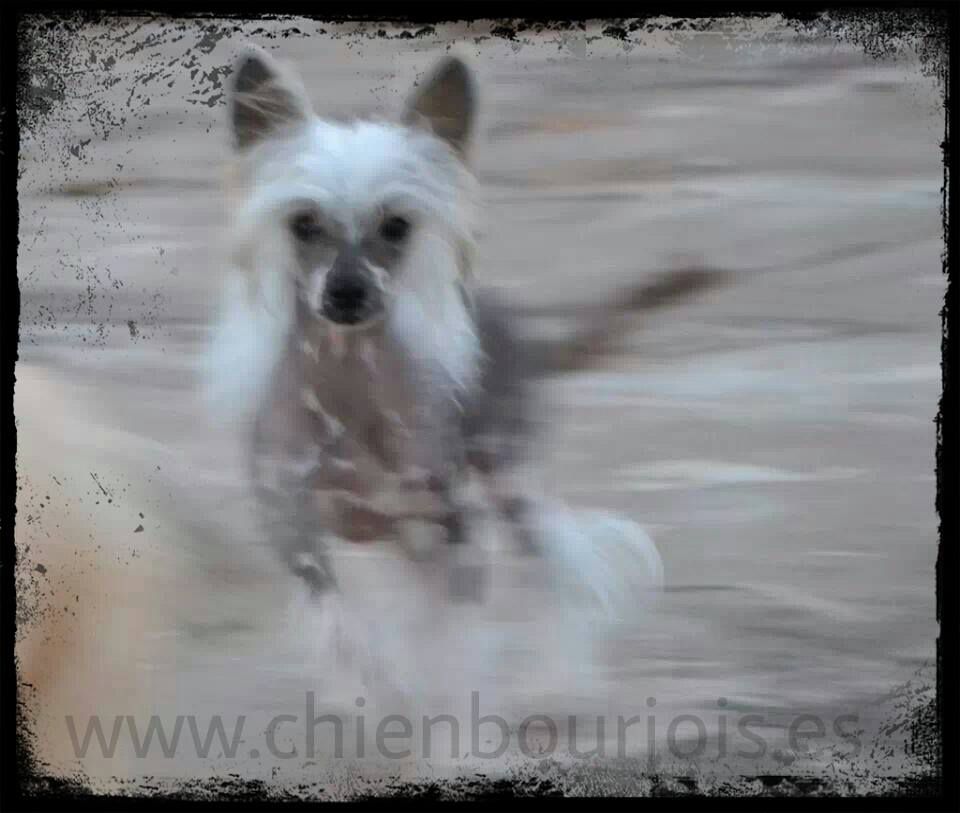 Milú de le Chien Bourjois