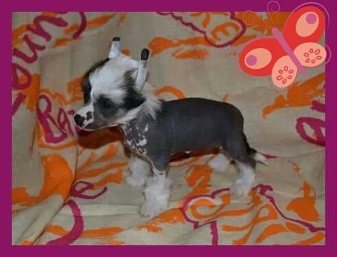 Nutela de le Chien Bourjois