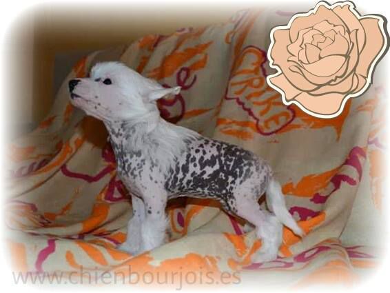 Nata de le Chien Bourjois