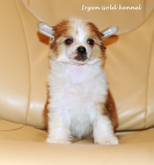 Irgen Gold Tortolina