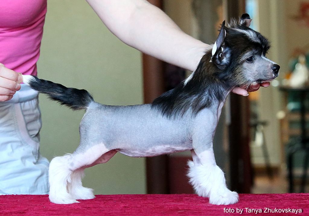 Alfa Laval  New Success