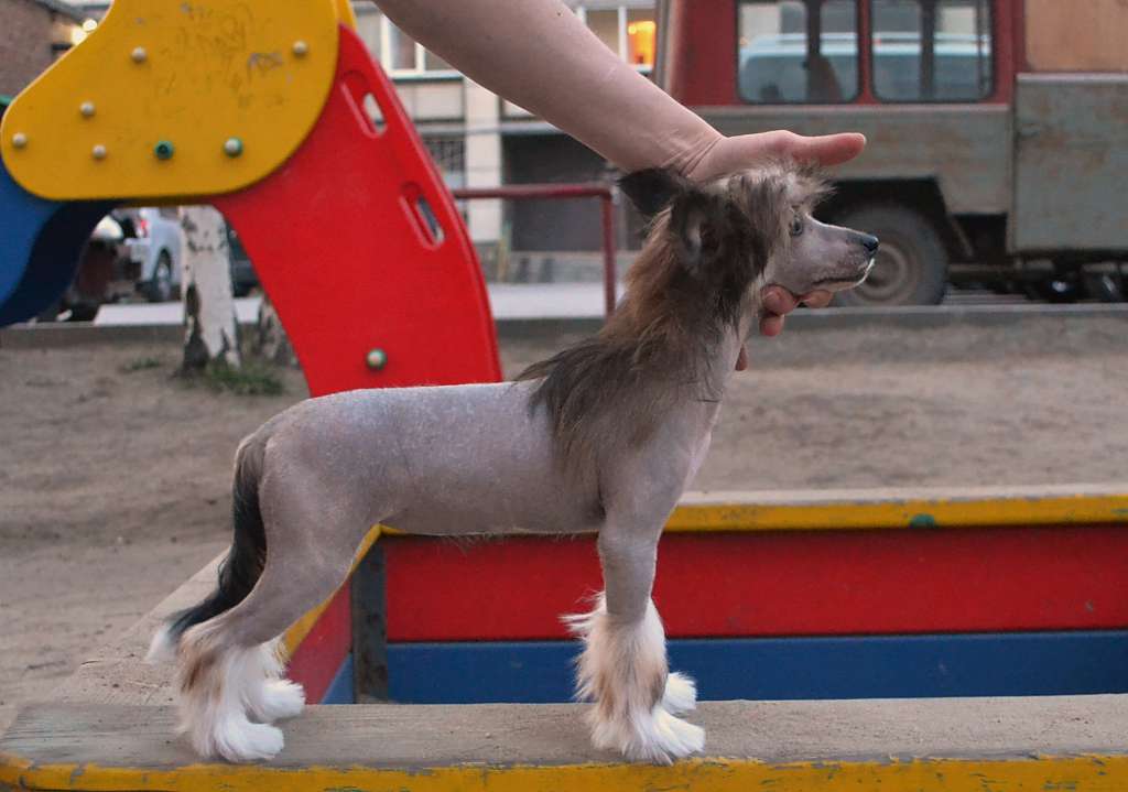 Alfa Laval Near by In