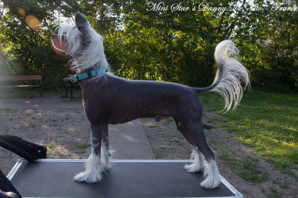 Mini Star's Danny De Vito