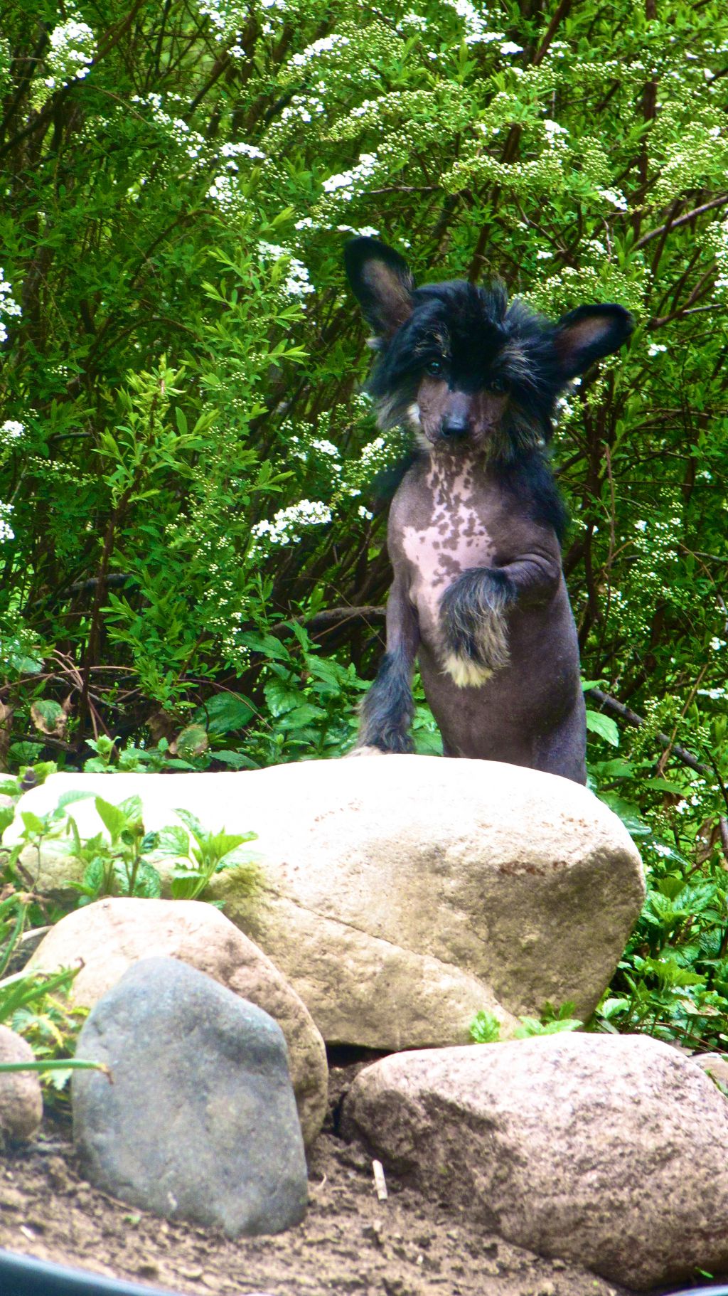 Every Day Home Joy Lucy