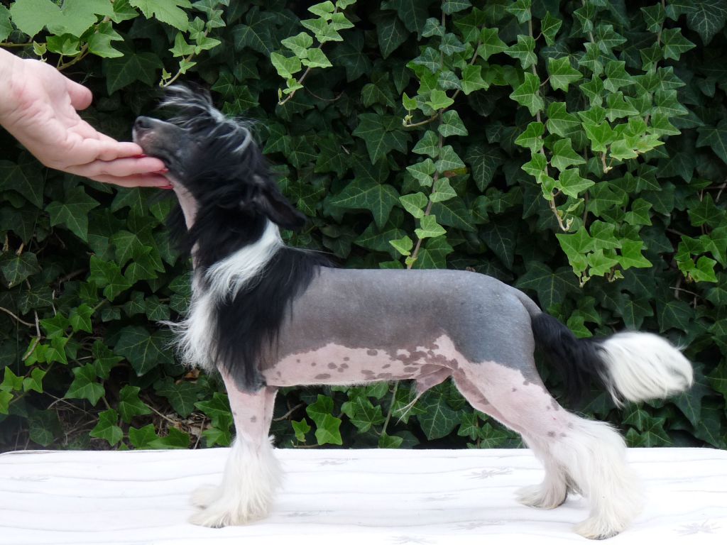 Fundoklia-völgyi Kaszanics Tiger