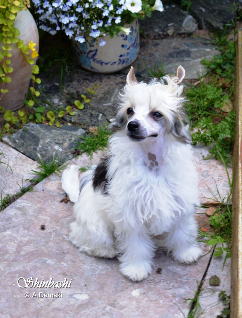 Just Bailey von Shinbashi