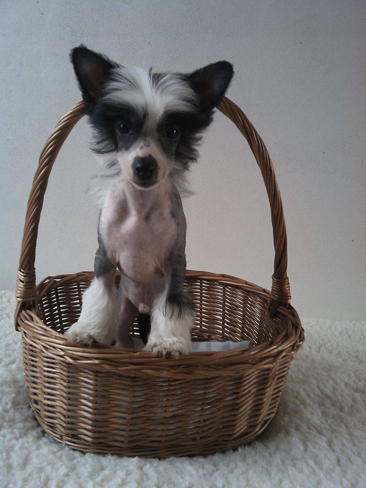 Andreas Moravia Carolline