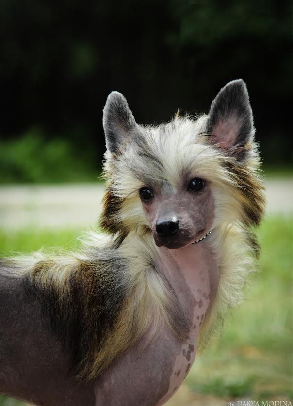 Anna Sky Kennel Don't Ever Stop