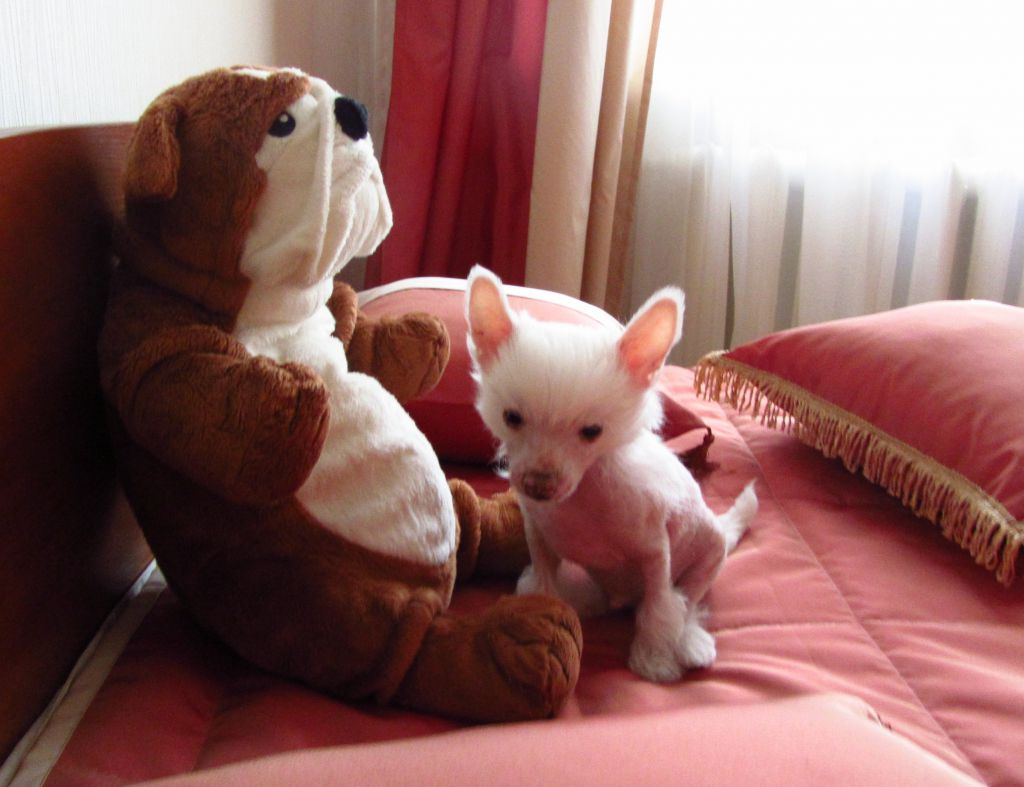 Yanush Bonus Westtai