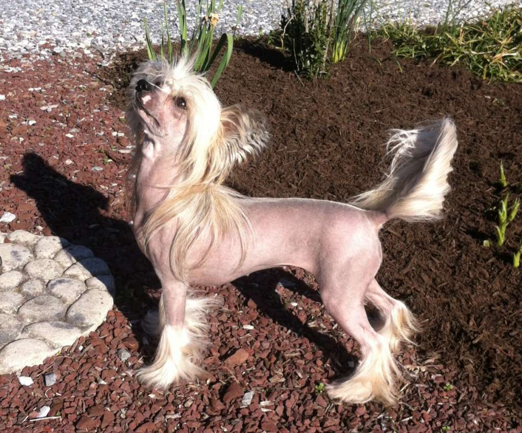 Joyway's Twilight Sparkle