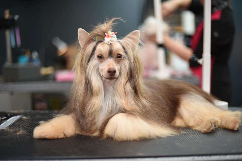 Ovatii Sharp as Chili