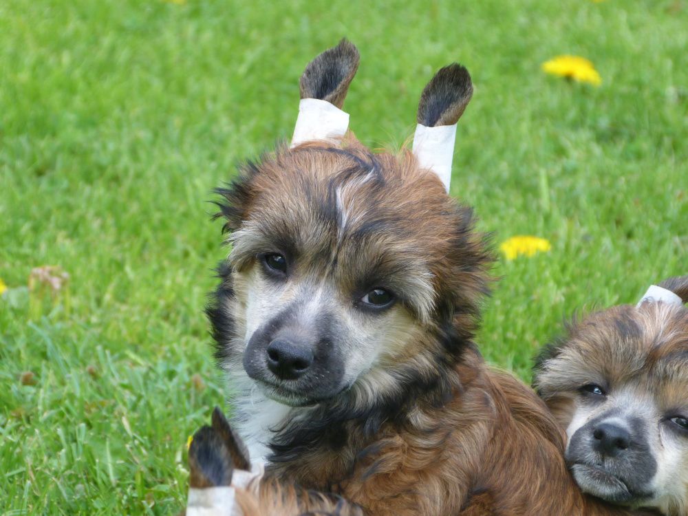 Iggy z Pulnocního dvora