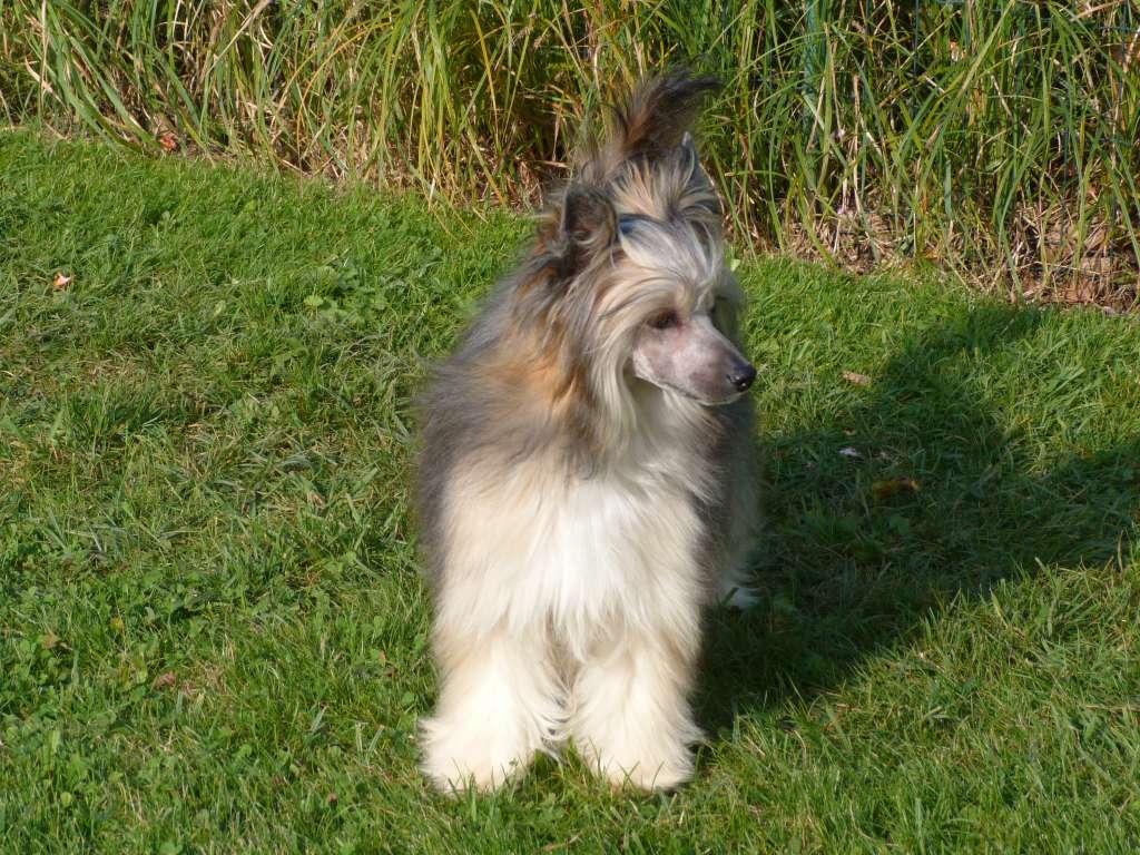 Isar z Pulnocního dvora