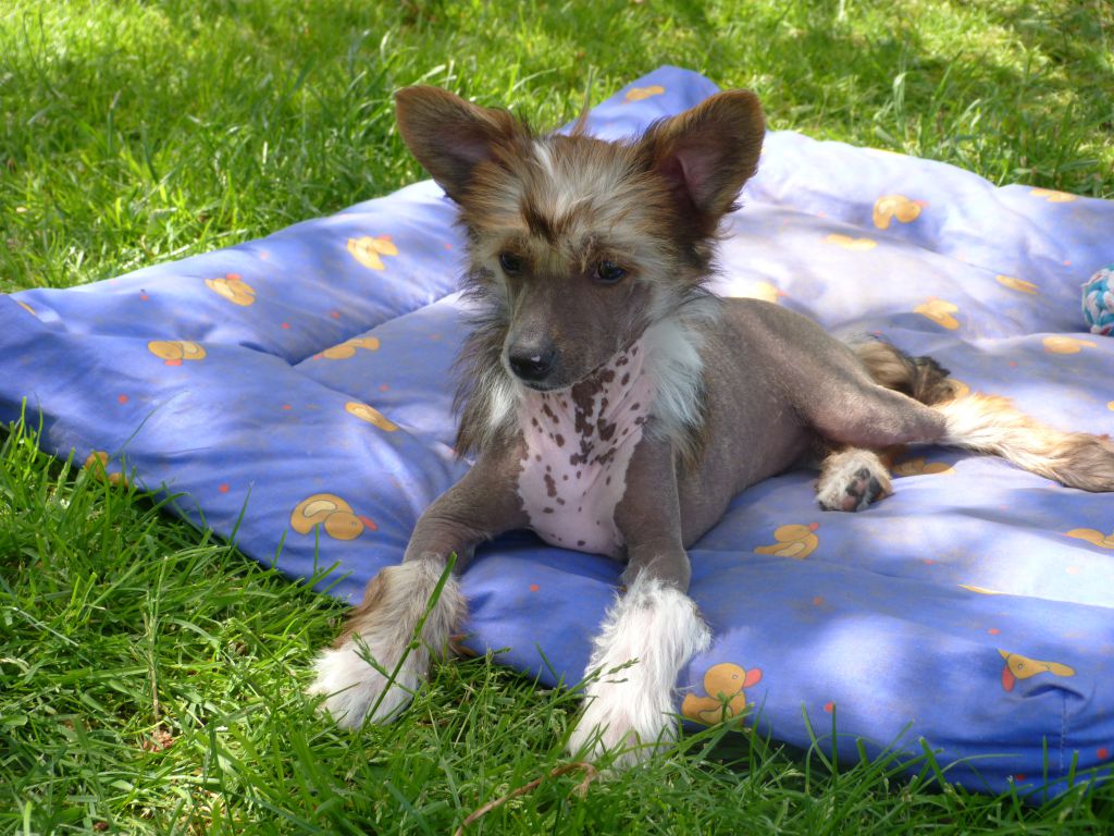 Izdihar z Pulnocního dvora