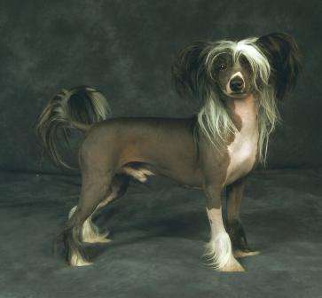 Baojin Tartan Timelord