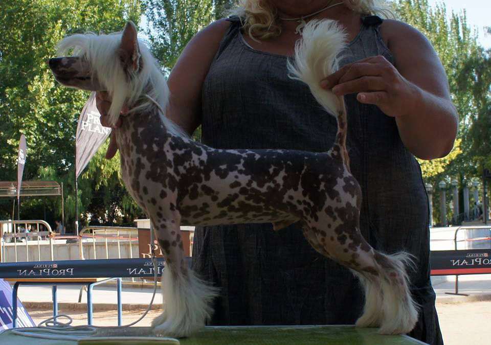 Martini de L'Essence de Mon Tout