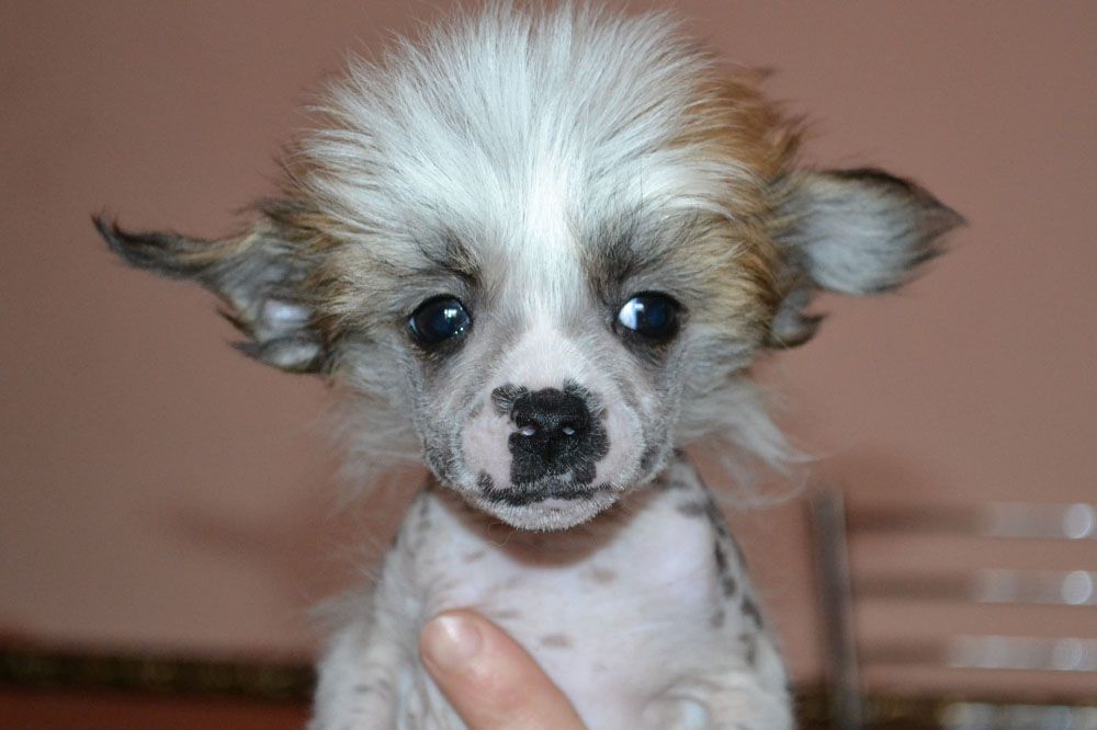 Vellar Pljus Pik Nik