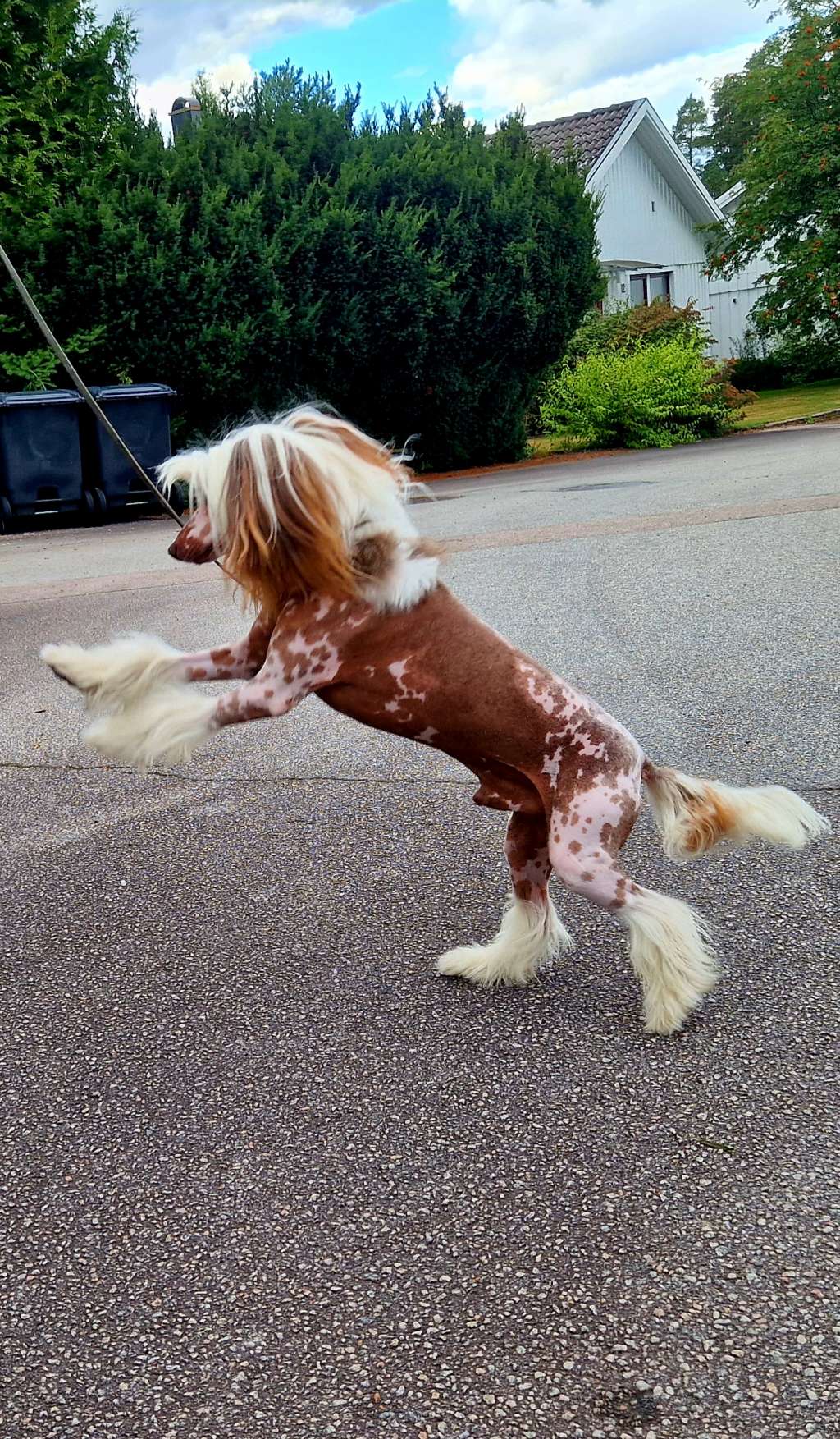 Engel Luck Chocolate Prince