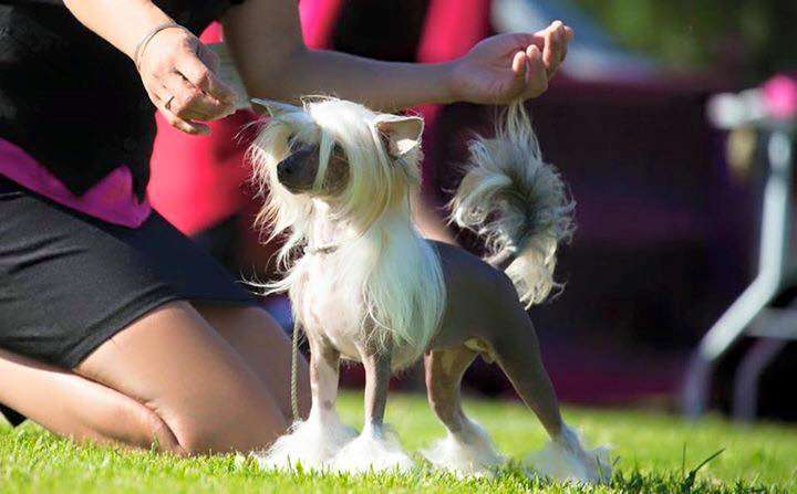 Zanevi's Funky Punky