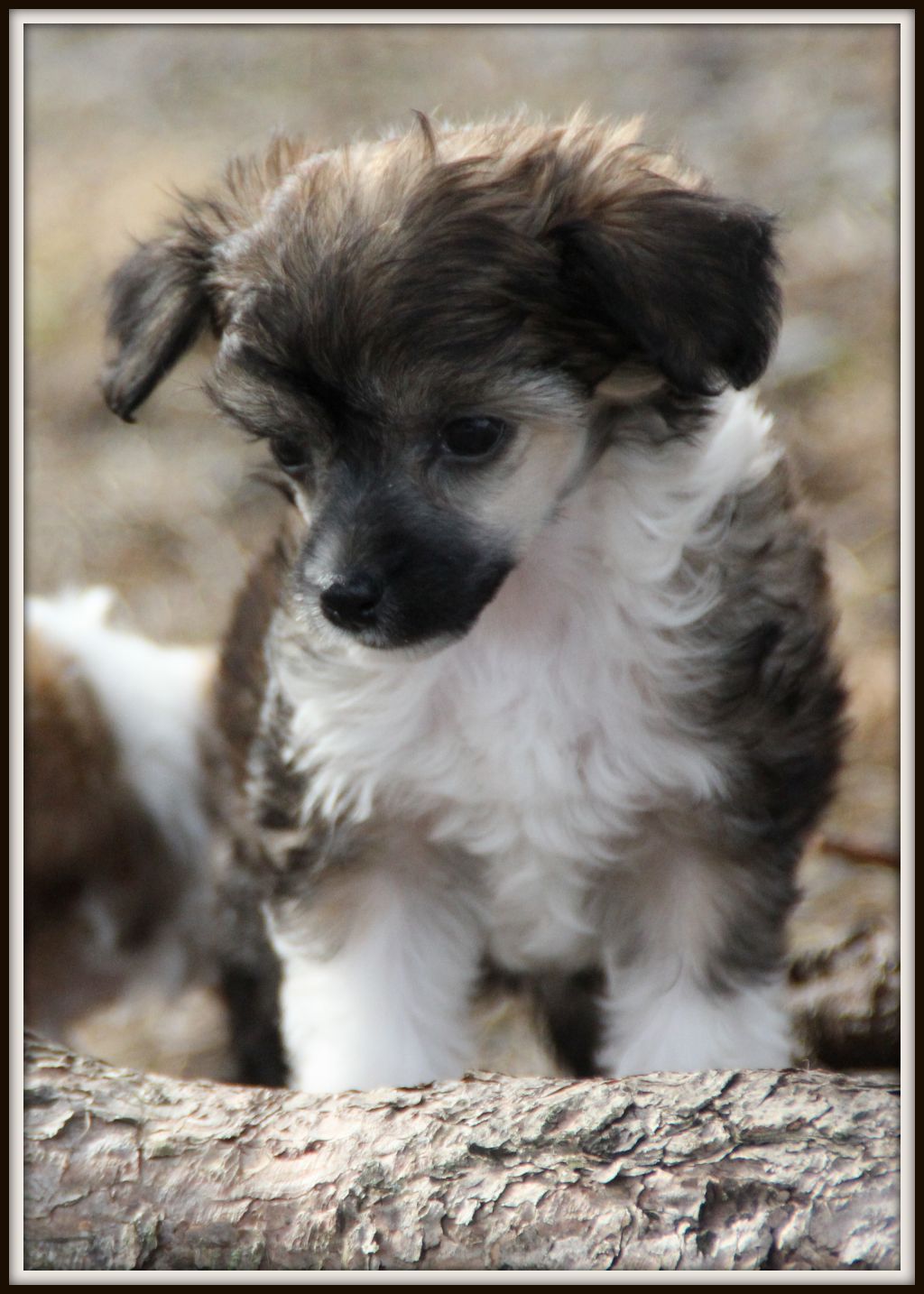 Zanevi's Fairy Taile