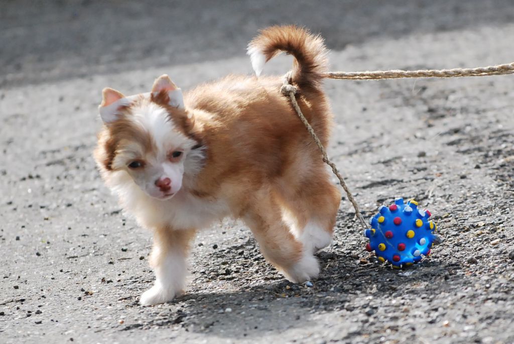 Little Dog Of Dream Just a Lover