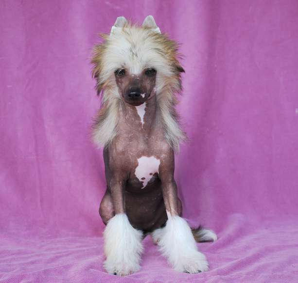 Little Dog Of Dream Just a Barbie