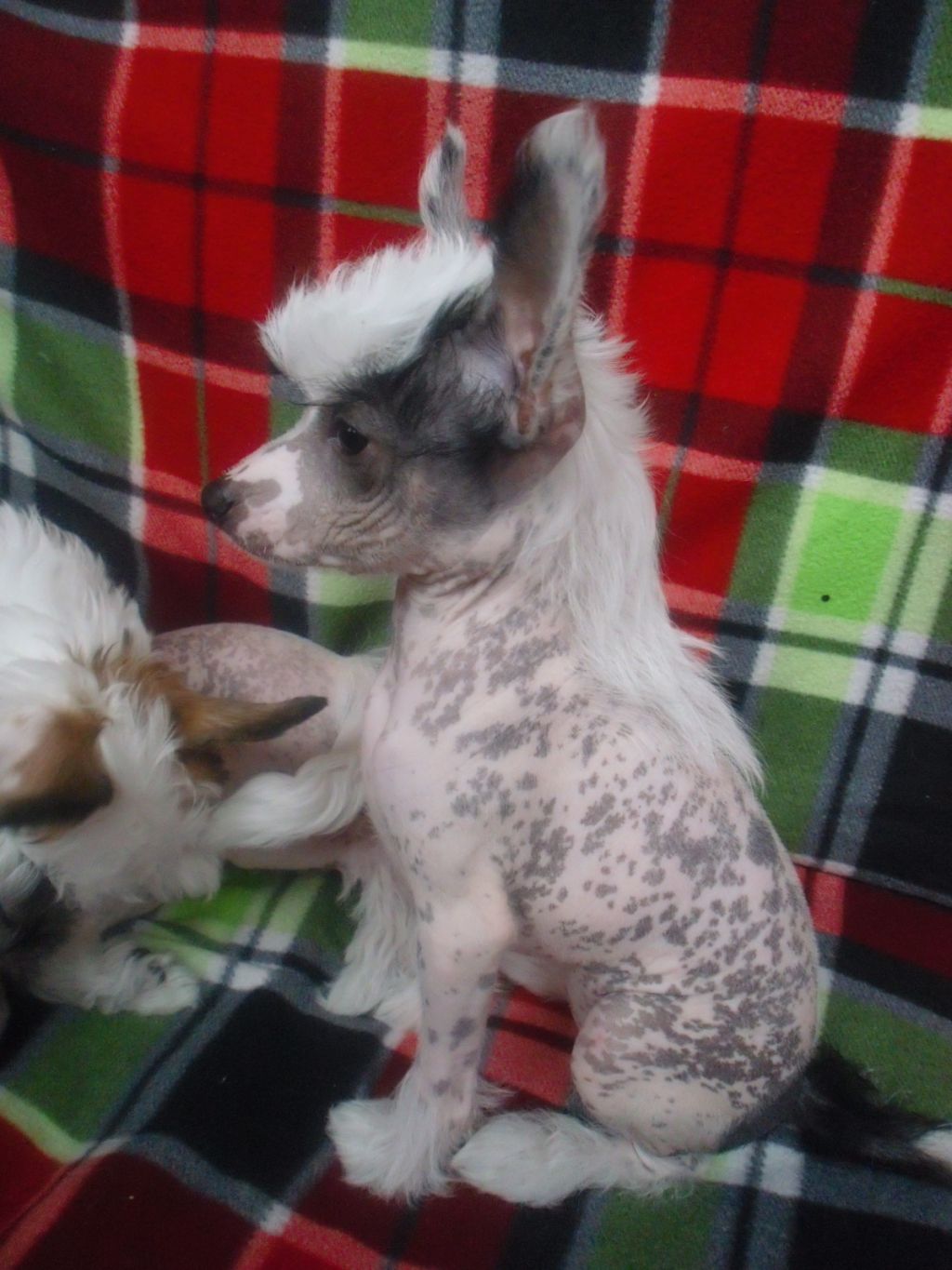 Ornella Muti Crested Charm