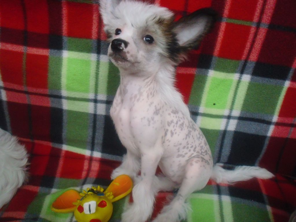 Olivia Glamournaya Lady