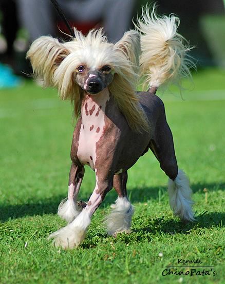 Chien Feerique's Oscardelarenta