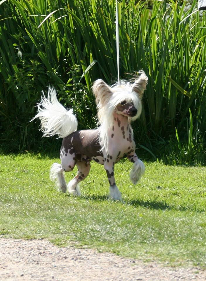 Chien Feerique's Master-Masi