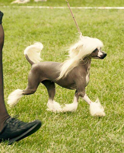 Zanevi's Grace Of Glory